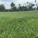 Chính chủ cần bán 1100m2 đất nằm quy hoạch khu dân cư. có thổ cư giá rẻ nhất khu vực
