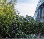 Bán đấu giá 02 thửa đất liền kề tại thành phố hội an, quảng nam