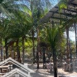 Bán đất tại nam sông hậu, trần đề, sóc trăng, 8,6 tỷ, 2988m2 giá siêu hời đẹp, nhiều tiện ích