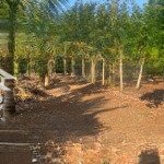 Siêu phẩm đường tỉnh lộ 773 giá rẻ nhất khu vực sau trung tâm xã bảo bình cẩm mỹ đồng nai