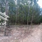 Chính chủ cho thuê đất tại tân thành, phú mỹ, vũng tàu - giá thương lượng - phù hợp làm kho xưởng