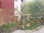 Bán đất bát khối long biên, ô tô 7 chỗ thông sổ đỏ vuông đẹp