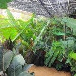 Bán cc an khang kèm sân vườn 7,35 tỷ, 158m2, 3pn, q2, hcm dành cho khách thích chăm cây bao phê