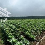 Bán lô đất ngộp ngay khu dân cư với giá cực ưu đãi