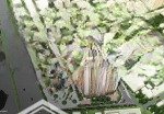 Chính chủ bán gấp ch 3pn, 111m2, 6,1 tỷ tại imperial plaza, giải phóng, thanh xuân, hn