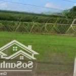 Cần bán gấp đất gần chợ kinh nước mặn mt đ. dt826b phước đông cần đước long an 100m2/650tr shr
