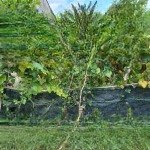 Chỉ 1,9 tỷ có căn nhà vườn xinh xắn, 15x19,5m, 289m2, 100 thổ cư, hẻm ô tô