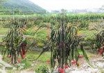 Cho thuê 1000m tân hải, lagi, bình thuận