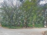 Bán lô biệt thự view đầm hà phong mê linh diện tích hơn 200m2 sẵn nhà sang tên