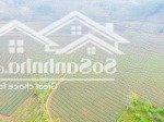 Tổng diện tích 8000m trên đất đang trồng chè tại văn miếu thanh sơn phú thọ
