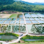 Cho thuê đầm tôm tại vạn ninh - khánh hoà diện tích từ 1000m2 giá từ 40 - 50tr/1000m2