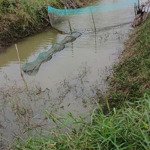 Cần bán mảnh vườn 22000m2 - trà vinh có ao cá - vườn dừa
