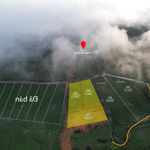 Cực hiếm! "thiên đường săn mây" 3800m2 - vườn trà, suối riêng, giá chỉ 5.2 tỷ