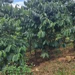Bán hơn 2 sào cafe đẹp 750 triệu bảo lộc.
sổ sách giấy tờ đầy đủ - suối chân vườn