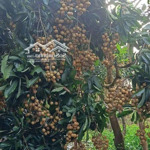 Vườn nhãn 3 năm tuổi thuộc xã hoà hội xuyên mộc brvt