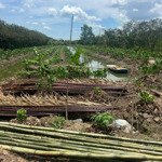 Bán đất đông thạnh, châu thành, hậu giang hơn 3,1 công đất líp cao ráo không quy hoạch