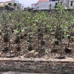 Bán đất tại phụng công, văn giang, hưng yên, dt 66m2, mặt tiền 5.5m, giá chỉ hơn 2 tỷ chút