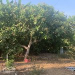 Bán đất đẹp, nhiều tiện ích tại suối rao, châu đức, bà rịa vũng tàu, giá thỏa thuận, 8500m2