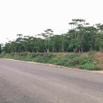 ( tp bảo lộc ) đất nhà gia đình cần bán 2905m2 giá 10ty500 triệu, phường lộc phát, tp bảo lộc
