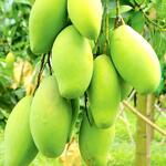 Bán nhà đất an bình, sổ hồng riêng thổ cư, đường rộng 5m gần kcn1