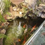 Chính chủ gửi bán biệt thự tại ngõ phố lạc long quân, tây hồ, logoc, dt 72m x 5 tầng thang máy