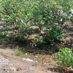 đất vườn mặt tiền được lên thổ cư khu vực dân đông điện nước đầy đủ. mua đầu tư nhà vườn đều đẹp