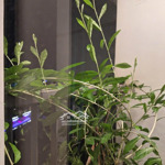 Bán căn hộ chung cư grand park 1 ecopark, 2,6 tỷ, 46m2, pháp lý đầy đủ, uy tín