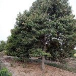 Bán đất trồng cây lâu năm xã phú đông, huyện nhơn trạch, đồng nai. dt 5000m², giá 20 tỷ
