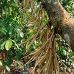 Đất Trang Trại Nghỉ Dưỡng, Nguồn Thu Cao, Vị Trí Đắc Địa