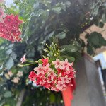 01 Lô Duy Nhất Tại Hoà Liên 3 - View Kênh Mát Mẻ 135M2 Đông Bắc Đường :7M5