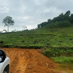Lô đất full đồi chè tại văn miếu thanh sơn phú thọ. view cánh đồng mát mẻ, cách đường quốc lộ 400m