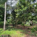 Vườn cây ăn trái 2000m2, giá 700tr, có sẵn nhà thô, sổ hồng riêng, ngân hàng có hỗ trợ vay