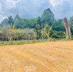 Chủ bán 8 lô đất sào ,phủ hồng mặt tiền nhựa tỉnh lô 600a ,giá sỉ tốt hơn ạ ,phú an , tân phú đn