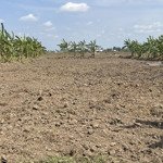 Chính Chủ Cần Bán 2000M2 Đất Lúa Ấp 1 Xã Quê Mỹ Thạnh , Tân Trụ,Long An