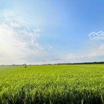 Cần bán 11.500m2 đất rất thích hợp lên vườn trồng mít và sầu riêng tại tháp mười