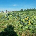 Cần Bán 5Hecta Đất Cây Lâu Năm Giá Bán 900 Triệu 1 Hecta