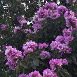 Bất động sản biển lựa chọn của giới thượng lưu, cặp đất vàng an thượng 39 ngũ hành sơn chỉ 25.5 tỷ.