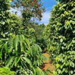 Cần bán 4 ha sầu riêng , cafe . có 240m mặt đường khu dân cư trung tâm huyện đăk song .
