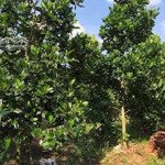 Cần bán đất có vườn trái cây, nhà cấp 4 sẵn ngay tân uyên, bình dương. giá 2ty250, 600m2. shr