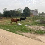 đất nền đẹp tại.trại hồ. cổ đông, sơn tây, hà nội, 19 triệu vnd, 1400 m2.fun thổ cư