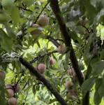 Chỉ Có 1 Căn Toà Căn Hộ Biển Mỹ Khê, Mỗi Tháng Nhả Ra 50 Triệu Phước Trường, Sơn Trà 14.8 Tỷ.