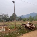 Chính Chủ Bán Đất Xã Minh Sơn Ngọc Lặc