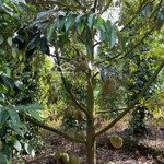 Cần bán mảnh vườn sầu riêng view giáp hồ nước tại tp gia nghĩa đắk nông (lâm đồng) chỉ 1.39 tỷ