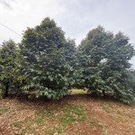 Cần bán 2200m2 vườn trái cây full sầu riêng xã bảo bình huyện cẩm mỹ tĩnh đồng nai