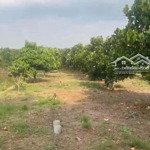 Cần Bán Đất Sào Đường Hà Huy Giáp, Thị Trấn Long Thành, Đồng Nai. Giá Bán 1Ty950,Diện Tích1450M2. Shr