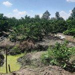 đất vườn mặt tiền kênh khu vực phát triển dân cư đông điện nước đầy đủ giá rẻ