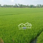 Bán Đất Lúa: 2.600M² (12.5M X 208M) Đường Đá Xe Ba Gác, Xã Nhị Mỹ, H Cao Lãnh
