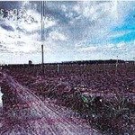 Bán Đgts Đất Tại Xã Suối Đá, Huyện Dương Minh Châu, Tỉnh Tây Ninh