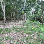 Bán Đất Đẹp 1553,6M2 Tại Ấp Long Tân, Bến Cầu, Tây Ninh Chỉ Với 1,2 Tỷ, Đã Có 340M2 Thổ Cư