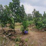 Bán Vườn Mít: 11.600M² (Mặt Tiền 49M, Hậu 24M) Đường Nhựa 3.5M, Xã Bình Hàng Tây, H Cao Lãnh